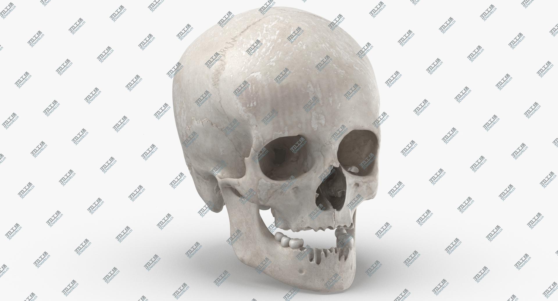 images/goods_img/202105073/Real Human Female Skull With Jaw Damaged 02 White 3D model/1.jpg